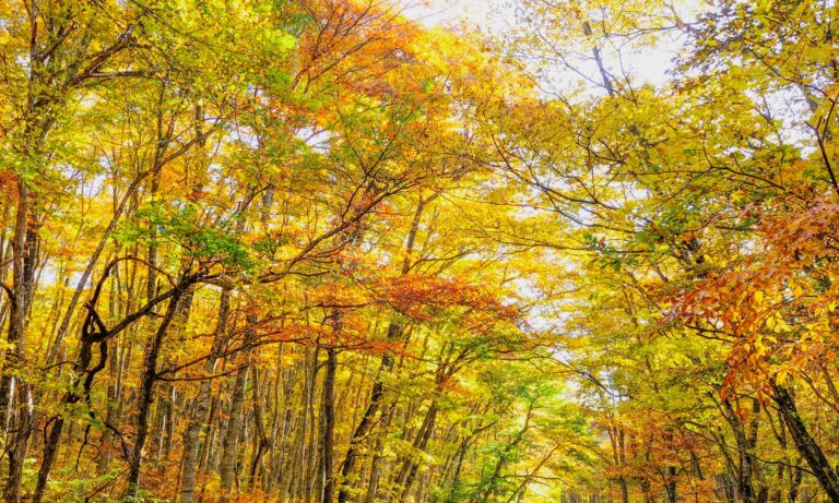 季節のご挨拶｜10月｜食べるものが命を作る。私たちが「正直な商品づくり」を貫く理由。